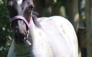 Cross Blue Roan Percheron Filly Percheron for West Babylon, NY