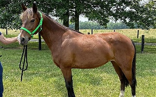Beautiful Flashy Gaited Bay Rocky Mountain Mare Rocky Mountain  for Mount Sterling, KY