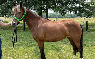 Beautiful Flashy Gaited Bay Rocky Mountain Mare Rocky Mountain  for Mount Sterling, KY