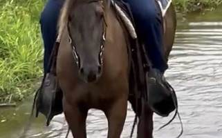 15 Hand Chocolate Kentucky Mountain Gelding Rocky Mountain  for Mount Sterling, KY