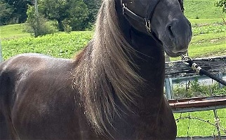 Stunning 3 Year Chocolate Rocky Mountain Colt Rocky Mountain  for Mount Sterling, KY
