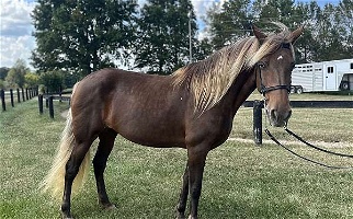 15.2 Neck Reining Chocolate Rocky Mountain Mare Rocky Mountain  for Mount Sterling, KY