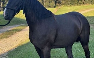 15h Smooth Gaited Excellent Trail Horse Black Racking Gelding Racking Horse for Mount Sterling, KY