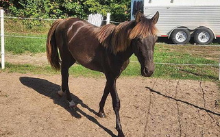 Well Bred Sweet Desensitized Black Rocky Mountain Gelding Rocky Mountain  for Mount Sterling, KY