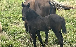 Solid Black Kentucky Mountain Beautiful Weanling Filly Rocky Mountain  for Mount Sterling, KY