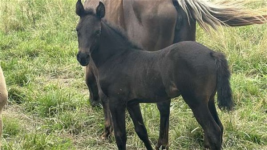 Solid Black Kentucky Mountain Beautiful Weanling Filly