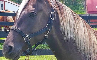 Experienced Novice Safe Driving Chocolate Rocky Mountain Gelding Rocky Mountain  for Mount Sterling, KY