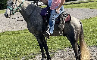 15.1 Hand Grey Kentucky Mountain Gelding Rocky Mountain  for Mount Sterling, KY