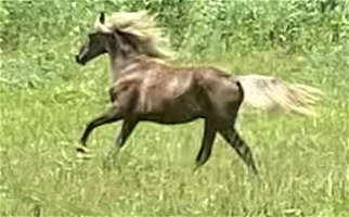 Flashy Chocolate Rocky Mountain Gelding Rocky Mountain  for Mount Sterling, KY