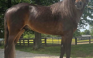 Gorgeous Easy to Ride Trail Chocolate Rocky Mountain Gelding Rocky Mountain  for Mount Sterling, KY