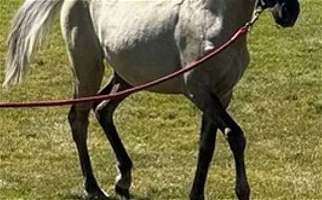 Beautiful Well Bred Silver Grulla Rocky Mountain Filly Rocky Mountain  for Mount Sterling, KY
