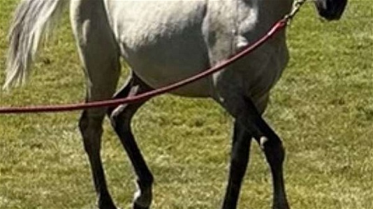 Beautiful Well Bred Silver Grulla Rocky Mountain Filly