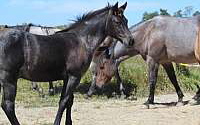 Quarter Horse Stallion Quarter for Flemingsburg, KY