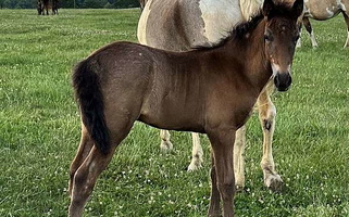 Stunning Homozygous Blue Roan Tennessee Walking Colt Tennessee Walking Horse for Shenandoah, VA