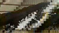 Black Percheron Filly