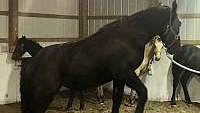 Black Percheron Filly