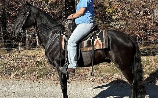 Solid Black Tennessee Walking Gelding Tennessee Walking Horse for Shenandoah, VA