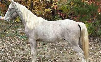 Homozygous Silver Dapple Chocolate Tennessee Walking Gelding Tennessee Walking Horse for Shenandoah, VA