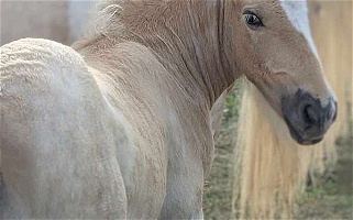 2023 Palomino Roan Gypsy Vanner Colt Gypsy Vanner for Plymouth, WI