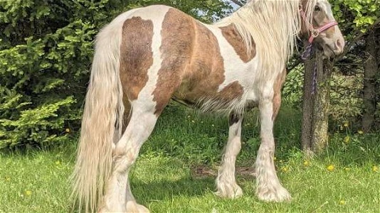 2024 in-Utero Buckskin Gypsy Vanner Foal Unknown