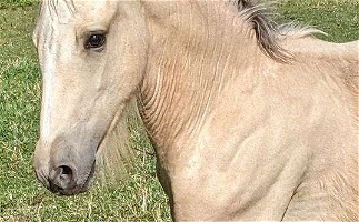 Guaranteed Buckskin 2024 in-Utero Drum Unborn Foal Gypsy Vanner for Plymouth, WI
