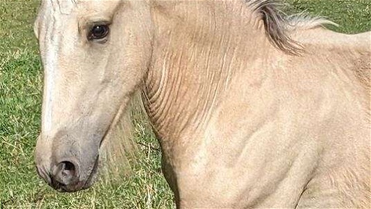 Guaranteed Buckskin 2024 in-Utero Drum Unborn Foal
