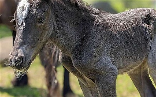 2024 in-Utero Smoky Blue Roan Gypsy Vanner Unborn Foal Gypsy Vanner for Plymouth, WI