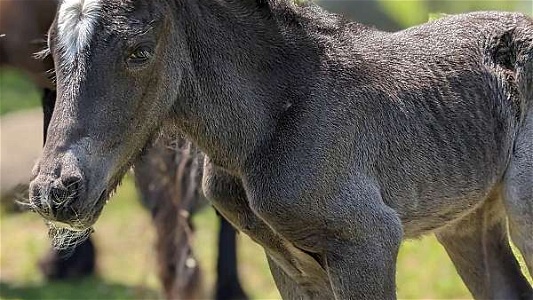 2024 in-Utero Smoky Blue Roan Gypsy Vanner Unborn Foal