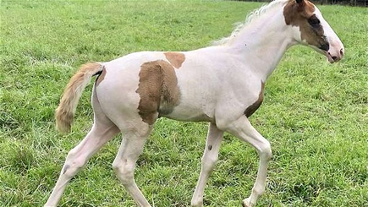Red Tovero Tennessee Walking Colt