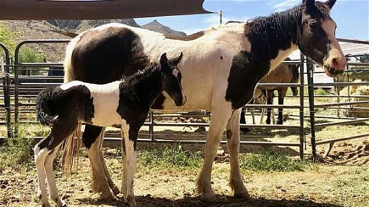 Homozygous for Tobiano Curly Filly