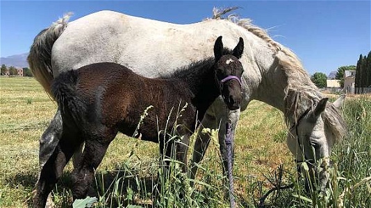 MFTHBA Registered Grey Curly Filly