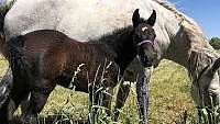 Hypoallergenic Curly Grey Missouri Fox Trotter Filly