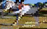 2 Week Guarantee, Jumps Grey Welsh Pony Gelding Ponies for Louisville, KY