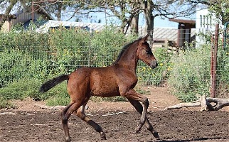 Stunning ANCCE PRE Black Bay Andalusian Filly Andalusian for Cleburne, TX