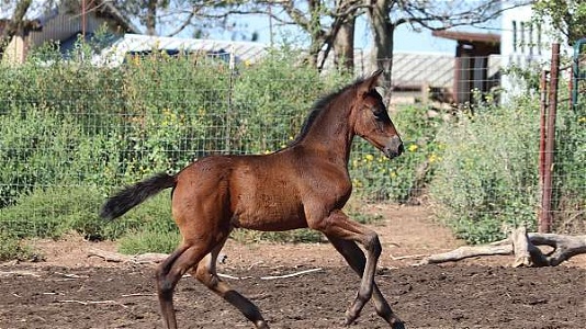 Stunning ANCCE PRE Black Bay Andalusian Filly