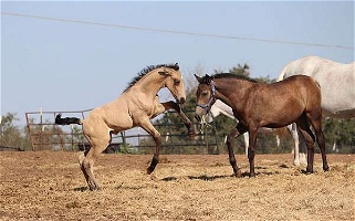 A Wow Buckskin ANCCE PRE Buckskin Andalusian Colt Andalusian for Cleburne, TX