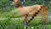 Dun W/ Blk Points Arabian Mare