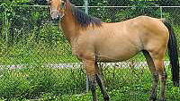 Dun W/ Blk Points Arabian Mare