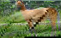 Dun W/ Blk Points Arabian Mare Arabian for Blairsville, PA