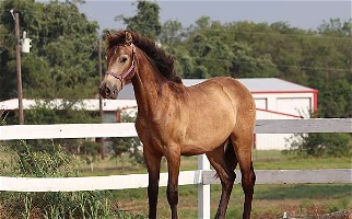 Beautiful Great Bloodlines Buckskin Andalusian Gelding Andalusian for Cleburne, TX