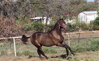 Handsome Smokey Black Iberian Gelding Andalusian Cross Arabian for Cleburne, TX