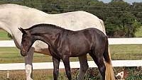 Handsome Grey Andalusian Colt Wonderful Bloodline