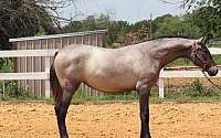 ANCCE Grey Andalusian Filly PRE Dream Girl Andalusian for Cleburne, TX