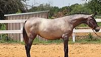 ANCCE Grey Andalusian Filly PRE Dream Girl