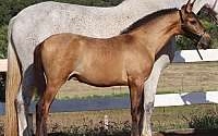 Gorgeous Buckskin Andalusian PRE Colt Andalusian for Cleburne, TX