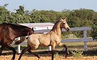 Rare PRE Buckskin Andalusian Colt ANCCE Registered Andalusian for Cleburne, TX