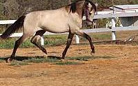 Rare Buckskin Andalusian ANCCE PRE Gelding Andalusian for Cleburne, TX