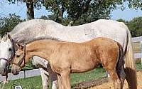 ANCCE Rare Red Buckskin Andalusian Colt Andalusian for Cleburne, TX