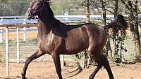 Handsome Smokey Black Andalusian Gelding Andalusian Cross