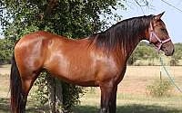 Beautiful Bay Purebred Andalusian Mare Andalusian for Cleburne, TX